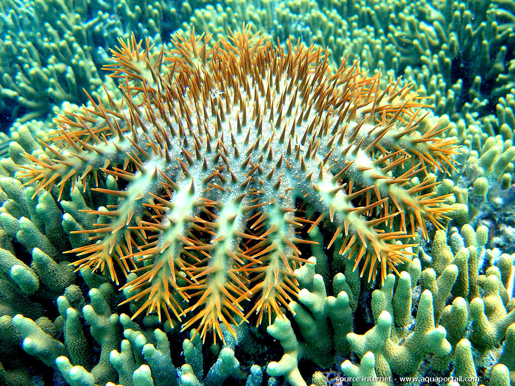 The Crown-of-Thorns sea star (Acanthaster planci): The principle ...